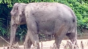 আহত হাতির চিকিৎসায় গিয়ে বনকর্মী-চিকিৎসকসহ ১৫ জন আহত