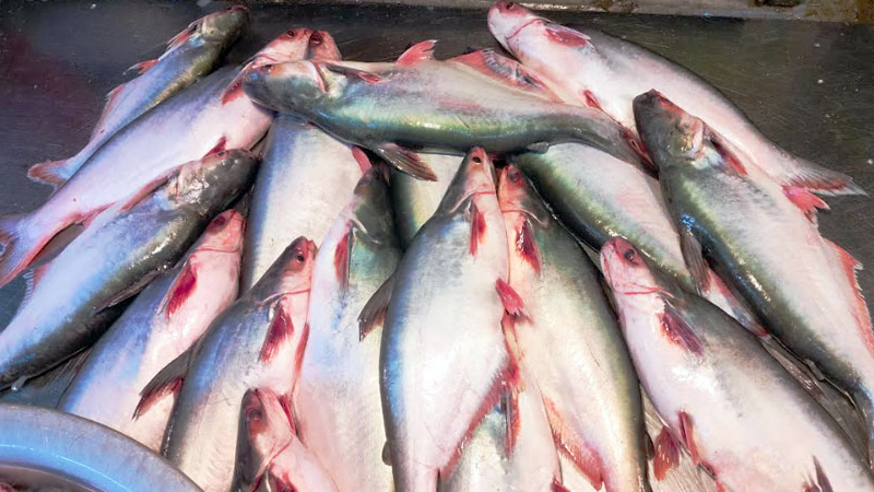 দেশে পাঙাশ মাছের সবচেয়ে বড় আড়ত এখন গাবতলীতে দেশে পাঙাশ মাছের সবচেয়ে বড় আড়ত এখন গাবতলীতে