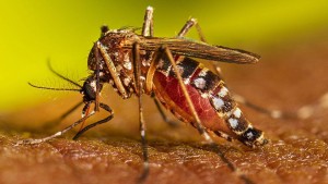 ডেঙ্গুতে আরও ৫ জনের মৃত্যু,হাসপাতালে ভর্তি  ১,০৩৪