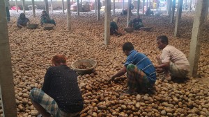 চাঁদপুরে আলুচাষিরা মারাত্মক আর্থিক সংকটে