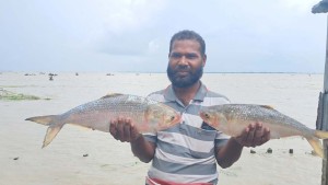 মেঘনায় ধরা পড়লো ২ কেজির ইলিশ, নিলামে দাম উঠলো ৮ হাজার টাকা