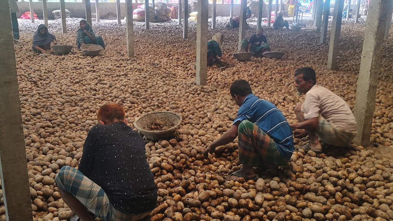চাঁদপুরে আলুচাষিরা মারাত্মক আর্থিক সংকটে