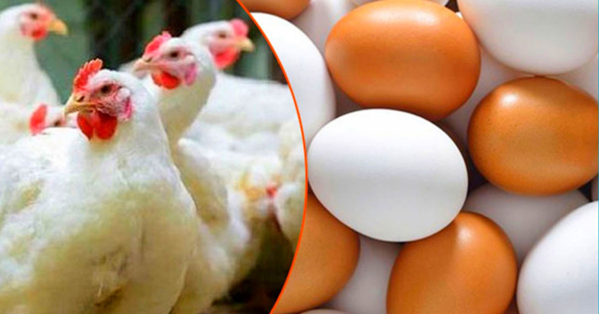 ৭ দাবি না মানলে কাল থেকে ডিম-মুরগি উৎপাদন বন্ধের হুঁশিয়ারি ৭ দাবি না মানলে কাল থেকে ডিম-মুরগি উৎপাদন বন্ধের হুঁশিয়ারি