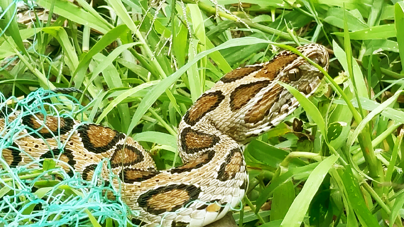 এবার নোয়াখালীর হাতিয়ায় রাসেলস ভাইপারের হানা, পিটিয়ে মারল জনতা এবার নোয়াখালীর হাতিয়ায় রাসেলস ভাইপারের হানা, পিটিয়ে মারল জনতা