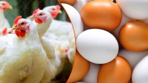 ৭ দাবি না মানলে কাল থেকে ডিম-মুরগি উৎপাদন বন্ধের হুঁশিয়ারি ৭ দাবি না মানলে কাল থেকে ডিম-মুরগি উৎপাদন বন্ধের হুঁশিয়ারি