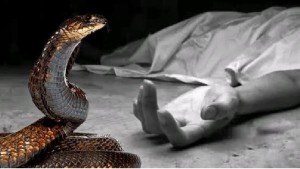 জ্বালানি কাঠের ভেতরে থাকা সাপের কামড়ে গৃহবধূর মৃত্যু জ্বালানি কাঠের ভেতরে থাকা সাপের কামড়ে গৃহবধূর মৃত্যু