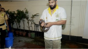 রাজধানীর নিকেতনের বাসা-বাড়ি থেকে বিষধর গোখরা উদ্ধার