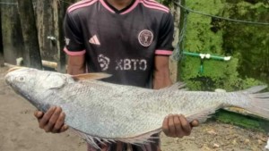 ১৮ কেজি ‘কালা পোপা’ মাছ বিক্রি ৯৫ হাজার টাকায়