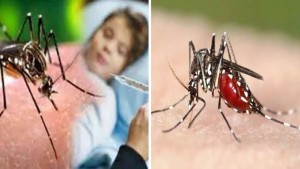 ডেঙ্গুতে একদিনে ৪ জনের মৃত্যু