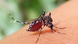 ২৪ ঘন্টায় ডেঙ্গুতে আরও ছয়জনের মৃত্যু