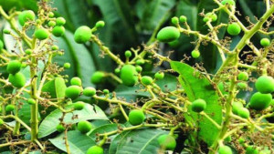 আমের মুকুল ঝরা রোধে যা করতে পারেন