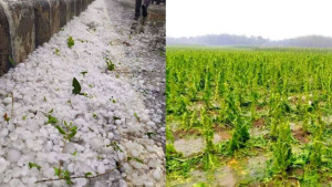 শিলাবৃষ্টিতে ফসলের ক্ষতি কমাতে যা করতে পারেন