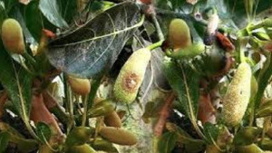 কাঁঠালের মুচি পচা রোধে করণীয়