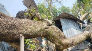 চুয়াডাঙ্গায় ঝড়ে গাছ পড়ে আহত ৫