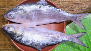 বৈশাখের আগে ইলিশের দামে আগুন