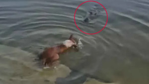 কুমিরের কুকুর টেনে নেওয়ার ঘটনায় তদন্তে কমিটি