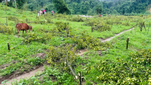 ১,২০০ কমলা গাছ কাটার অভিযোগ বন বিভাগের বিরুদ্ধে
