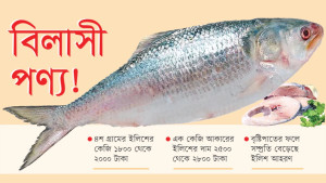 মধ্যবিত্তের নাগালের বাইরে ইলিশ- দাম ২৮০০ টাকা কেজি