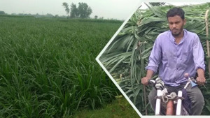 ধানের বদলে ঘাস চাষে ঝুঁকছেন ফেনীর কৃষকেরা