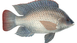 তেলাপিয়া মাছ কি স্বাস্থ্যকর?