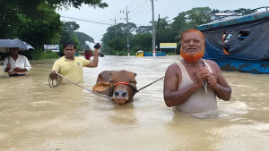 চট্টগ্রামে বন্যায় ১ লাখের বেশি গবাদিপশু ও হাঁস-মুরগির মৃত্যু