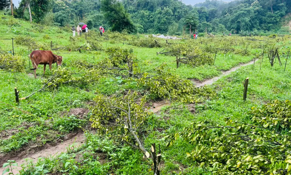 ১,২০০ কমলা গাছ কাটার অভিযোগ বন বিভাগের বিরুদ্ধে