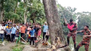 মাজার তৈরির আশঙ্কায় ‘উঠে দাঁড়ানো’ সেই গাছ অপসারণ