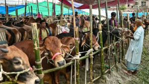 ঈদুল আজহায় দেশে কোরবানি হয়েছে ৯৩ লাখের বেশি পশু