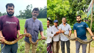 শ্রীমঙ্গলে দুই দিনে উদ্ধার দুটি অজগর