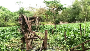 তালতলীতে লোহার সেতু ভেঙে দুর্ভোগে হাজারো মানুষ