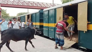 ঈদুল আজহা উপলক্ষে ৩টি ‘ক্যাটল স্পেশাল ট্রেন’ চালাবে রেলওয়ে