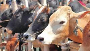 পশুর হাট এলাকায় ব্যাংক খোলা থাকবে রাত ১০টা পর্যন্ত