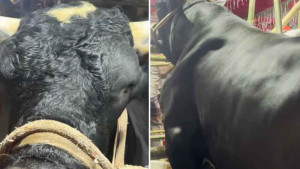 এবার ঈদ বাজারে এলো 'নাসীরুদ্দিন পাটোয়ারী'
