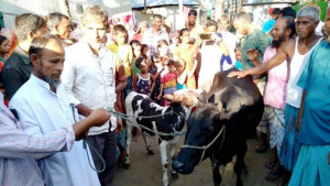 যৌতুকের পশু দিয়ে কোরবানি করা যায়?